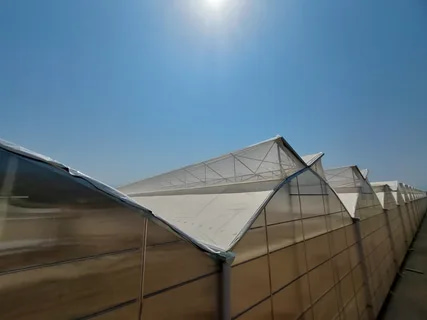 تصویر 2 از نایلون عریض گلخانه ای با عبور نور مناسب و دوام بالا